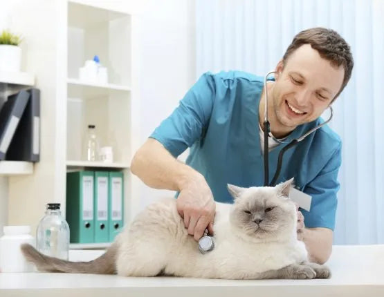 A vet examining a cat