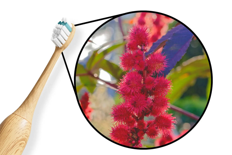 4. 100% plant-based bristles