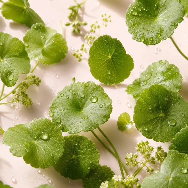 Centella asiatica