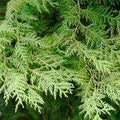 Cedarwood oil