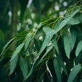 Eucalyptus oil