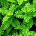 Peppermint oil